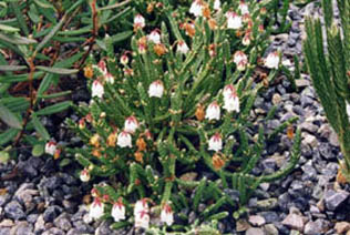 Cassiope 'Muirhead'